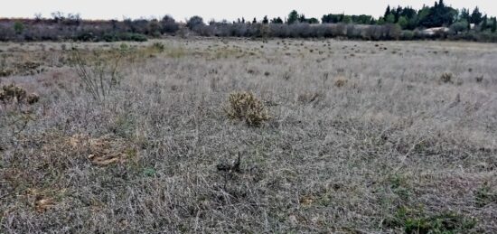 Terrain à bâtir à Ferrals-les-Corbières, Occitanie